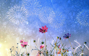 Fireworks in the sky over cosmos flowers