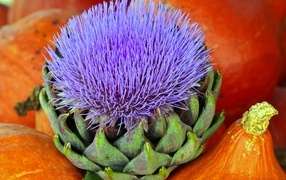 Цветущий артишок и тыква крупным планом