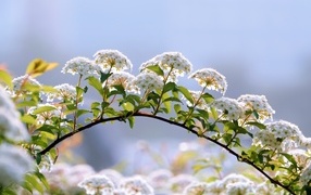 Цветущие ветки дерева весной на фоне неба