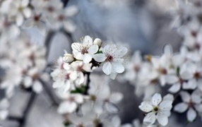 Ароматные цветы вишни на ветках 