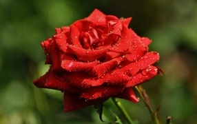 Ароматная красная роза в саду под дождем