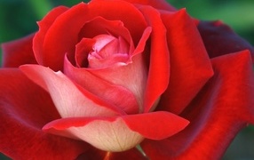 Ароматная красная чайная роза крупным планом