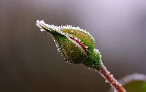 Покрытый инеем бутон розы крупным планом