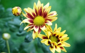 Цветы газания с бутонами крупным планом