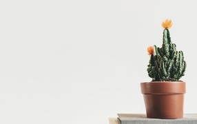 Зеленый цветущий кактус в горшке