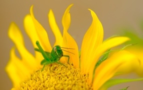 Зеленый кузнечик на желтом подсолнухе