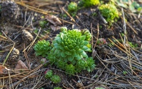 Зеленые растения суккуленты на земле