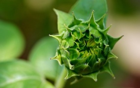 Зеленый нераспустившийся цветок подсолнуха