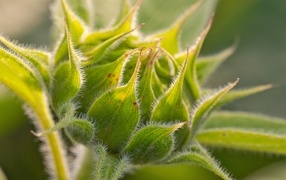 Зеленый нераспустившийся цветок подсолнуха