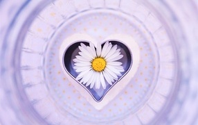 Сердце с цветком белой ромашки 