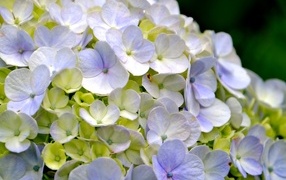 Цветы гортензии крупным планом