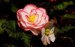 Комнатный цветок бегония крупным планом