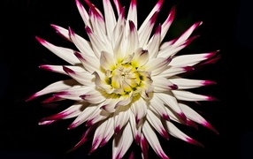 Крупный цветок георгина на черном фоне