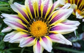 Большой цветок газания с каплями на лепестках