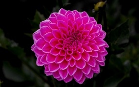 Большая пышная розовая георгина