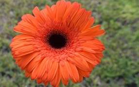 Крупный цветок оранжевой герберы