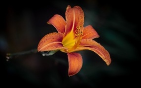 Большая оранжевая лилия на черном фоне