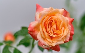 Крупная оранжевая роза в каплях росы