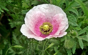 Большой розовый садовый мак в зеленых листьях