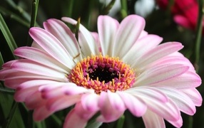 Большой розовый цветок гербера крупным планом