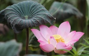 Большой цветок розового лотоса с листом