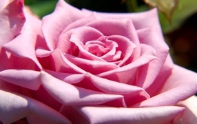 Крупная розовая роза вблизи