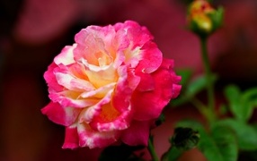 Крупная розовая роза с бутоном