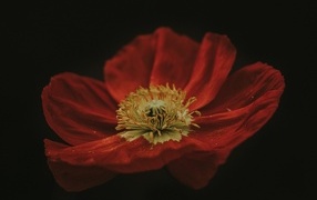 Крупный цветок красного мака на черном фоне