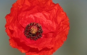 Большой красный цветок мака на сером фоне