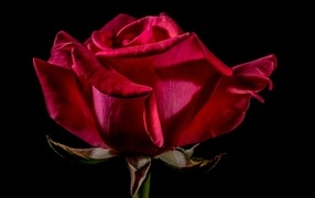 Большая красная роза крупным планом на черном фоне