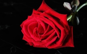 Крупная красная роза на черном фоне