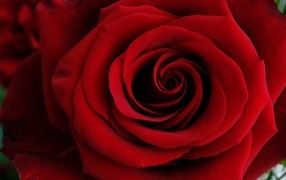 Крупные алые лепестки розы