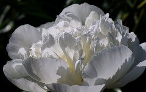 Большой белый цветок пиона крупным планом