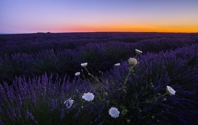 Лавандовое поле на закате солнца