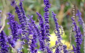 Цветы лаванды на поле 