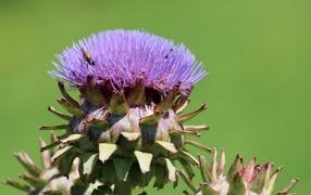 Сиреневый цветок артишока