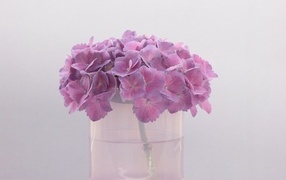 Сиреневые цветы гортензии в вазе