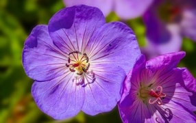 Сиреневые цветы флокса крупным планом