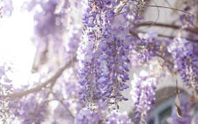Lilac wisteria flowers on branches