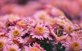 Много красивых розовых цветок хризантемы