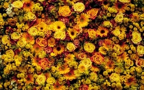 Много разных оранжевых цветов для фона