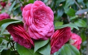 Много розовых цветов камелии