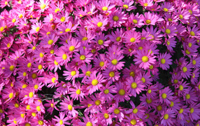 Много розовых цветов хризантемы