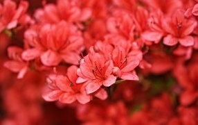 Много красных цветов рододендрона