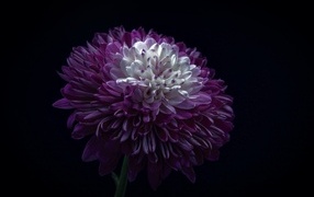 Пышная сиреневая хризантема на черном фоне