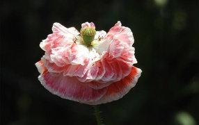 Пышный розовый цветок мака