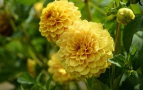 Пышные цветы желтой георгины