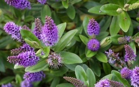 Много красивых сиреневых цветов с зелеными листьями