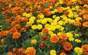 Много разноцветных бархатцев на клумбе