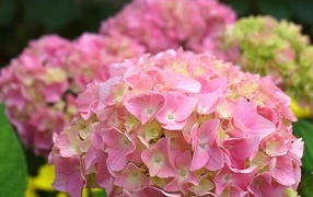 Много розовых крупных цветов гортензии